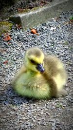 Close-up of duck in water