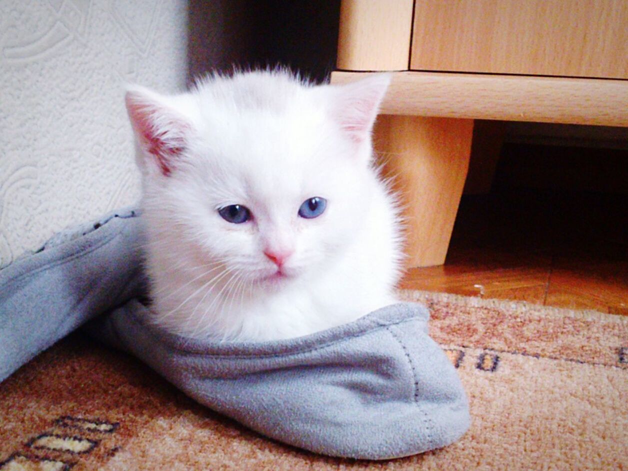 domestic cat, domestic animals, pets, cat, one animal, animal themes, indoors, feline, looking at camera, mammal, portrait, whisker, relaxation, close-up, home interior, white color, animal head, lying down, front view, cute