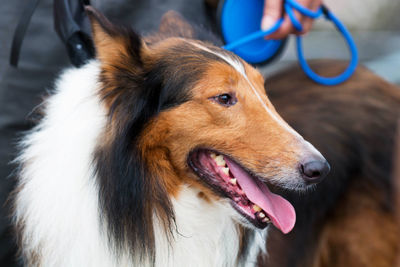 A collie on a string