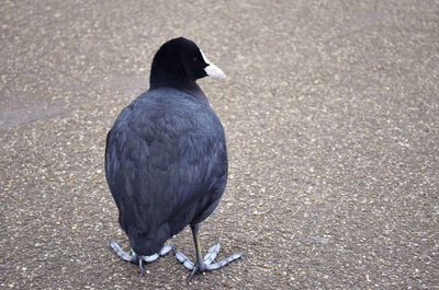 Bird perching on ground