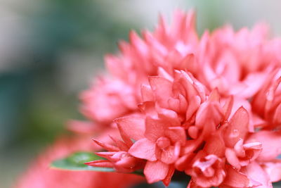 Close-up of pink rose flower