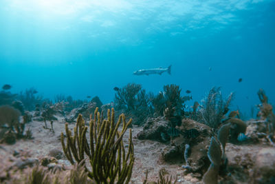 Great barracuda in the caribbean ocean in mexico