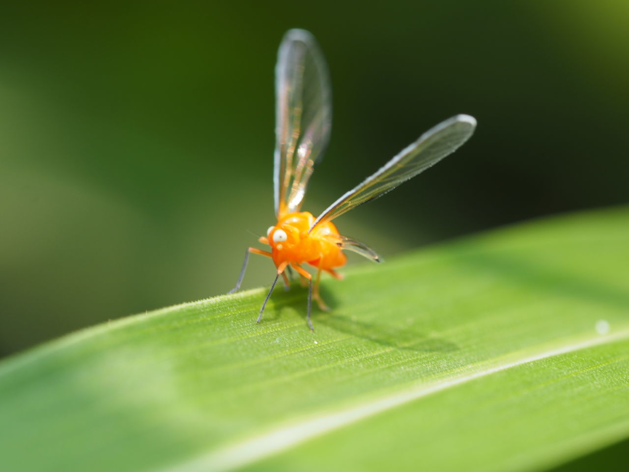 Orange color bugs