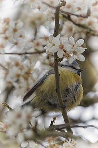 Close-up of bird perching on cherry blossom tree