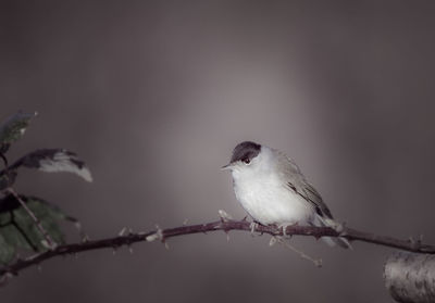 Close-up of bird perching on branch