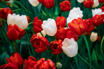 Close-up of red tulip flowers on field