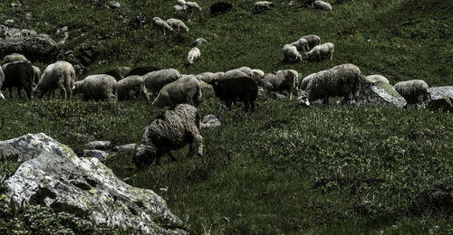 sheep