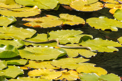 High angle view of snake on leaves in lake