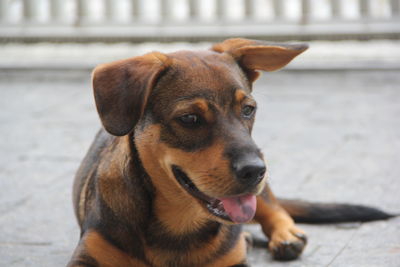 Close-up portrait of dog on footpath