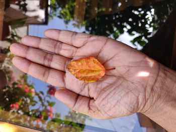 Close-up of hand holding fruit