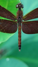 Close-up of dragonfly on leaf