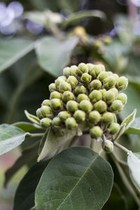 Close-up of berries growing on plant