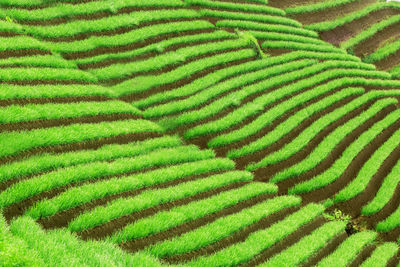 Full frame shot of rice paddy