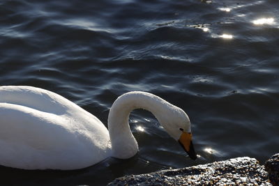 Swans swimming in lake