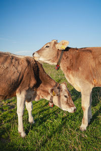 Bovine capture - haute-savoie, france