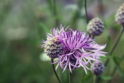 Close-up of purple flower