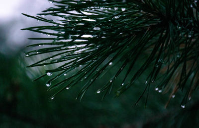 Close-up of wet pine tree branch during rainy season