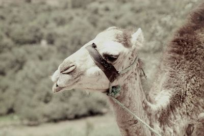 Close-up of camel at desert