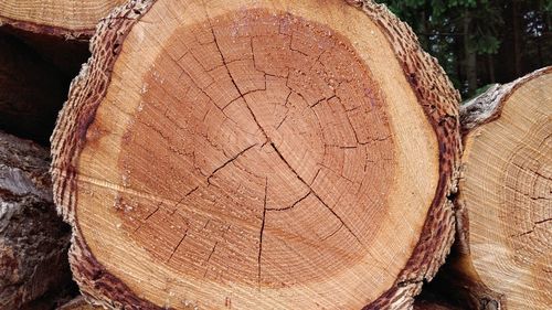 Close-up of tree stump in forest