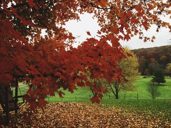 Autumn leaves on tree