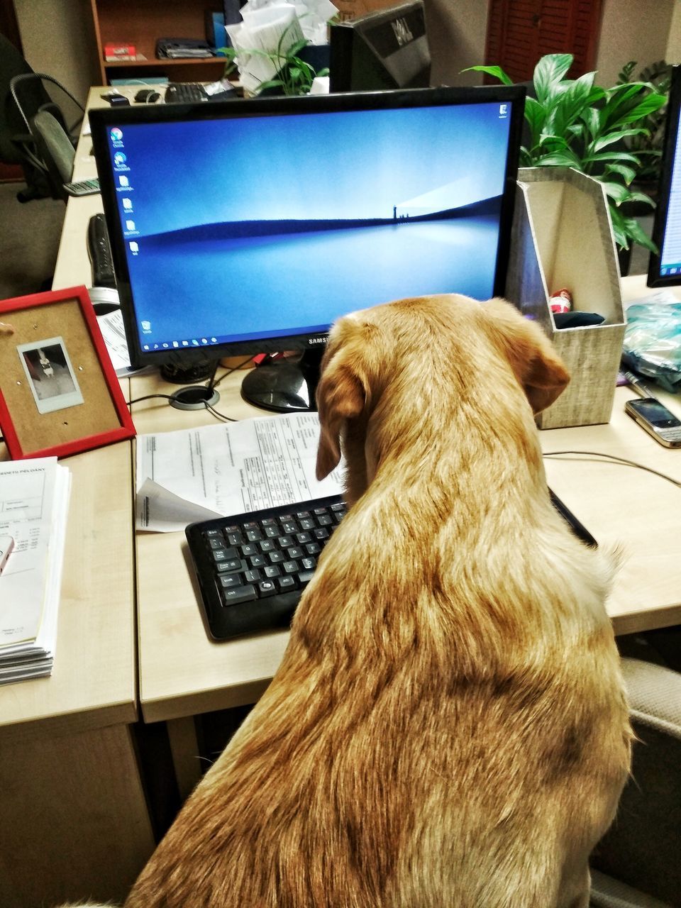 CLOSE-UP OF DOG LOOKING AT CAMERA WHILE SITTING ON TABLE