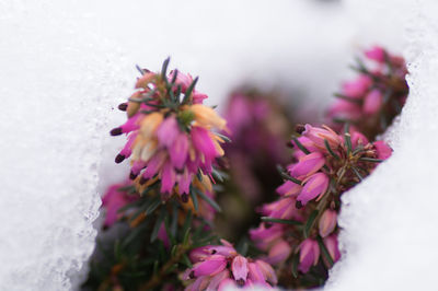 Close-up of pink flowers