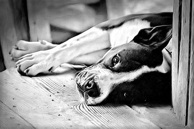 Close-up of dog relaxing