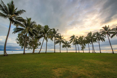 Palm trees by sea against sky