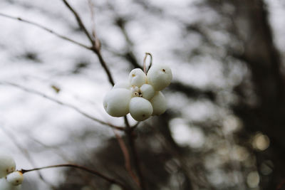 Close-up of berries growing on tree