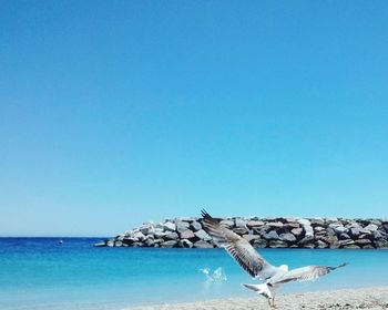 Bird by sea against clear blue sky