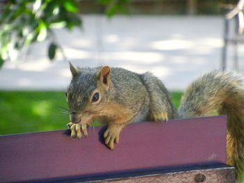 Close-up of squirrel