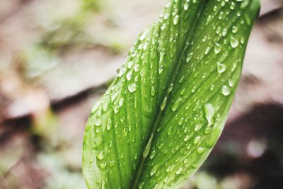 Close-up of raindrops on leaves