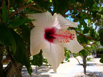 Close-up of pink flower tree