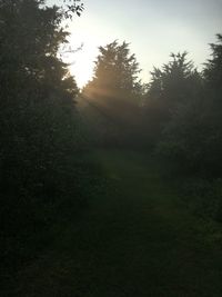 Scenic view of forest against sky