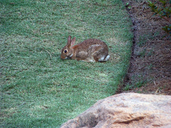 Side view of a rabbit on grass