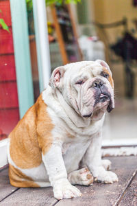 Close-up of a dog looking away