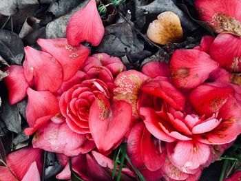 Full frame shot of red flowers