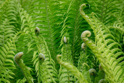 Full frame shot of fern