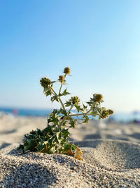 Close-up of plant on beach against clear sky