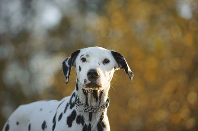 Portrait of dalmatian dog standing against trees
