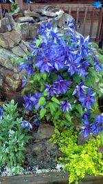 Close up of purple flowers blooming in park