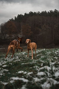 Dogs running on field against sky