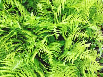 Full frame shot of fresh green plants