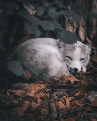 Sleeping arctic wolf