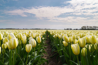 Tulips blooming on field against sky