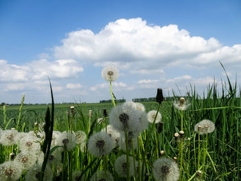 White flowering plants on field against sky