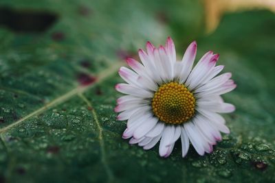 White daisy flower plant in the garden in summer