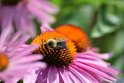 Close-up of bumble bee pollinating on eastern purple coneflower