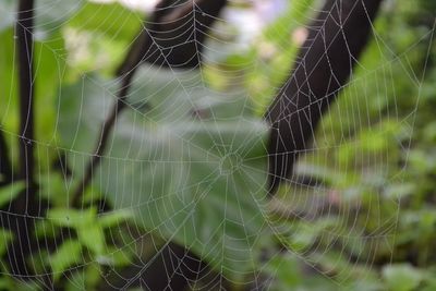 Close-up of spider on web