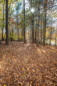 Trees in forest during autumn